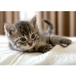 Katze Fleecedecke 100*140 cm