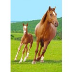 Pferd Fleecedecke 100*140 cm