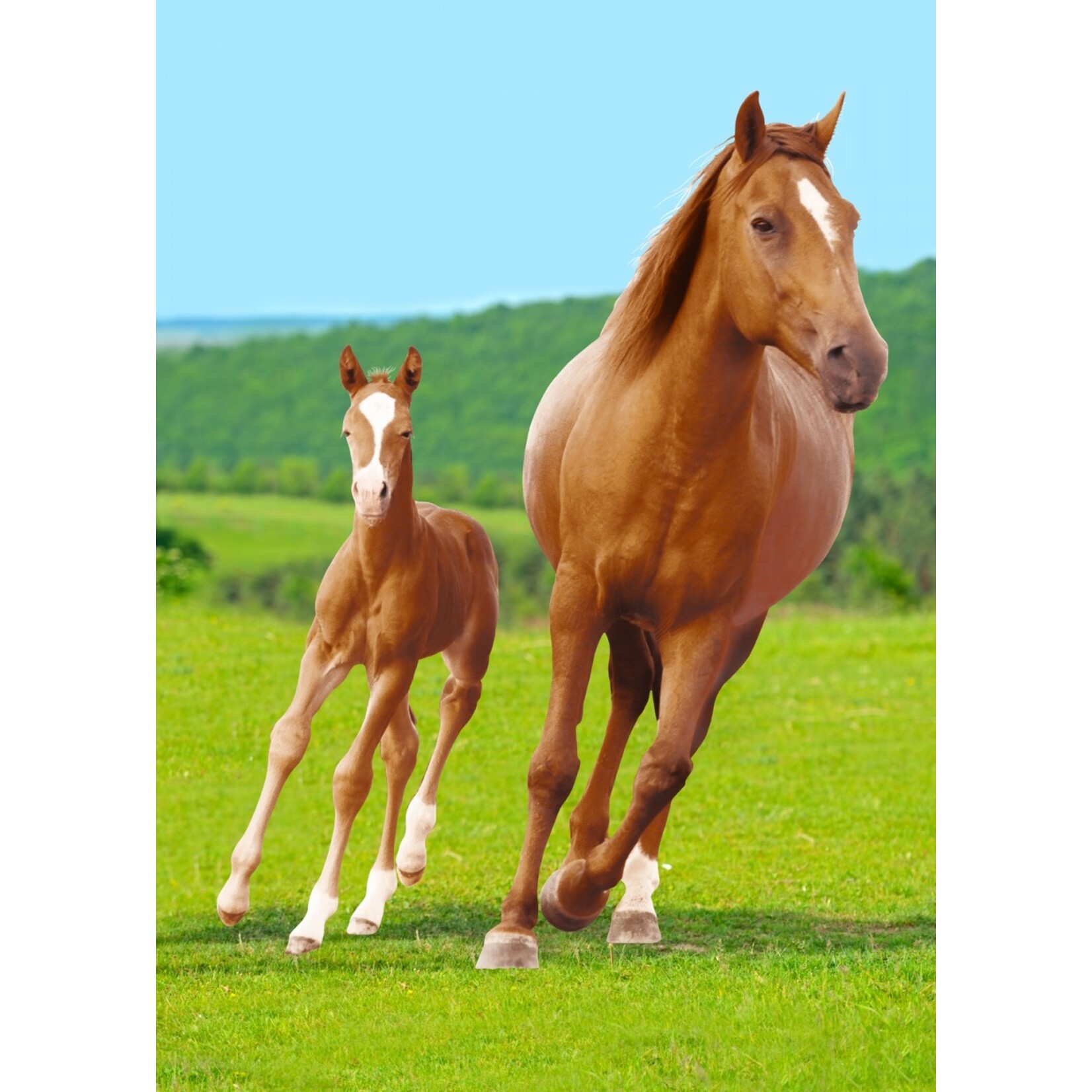 Pferd Fleecedecke 100*140 cm