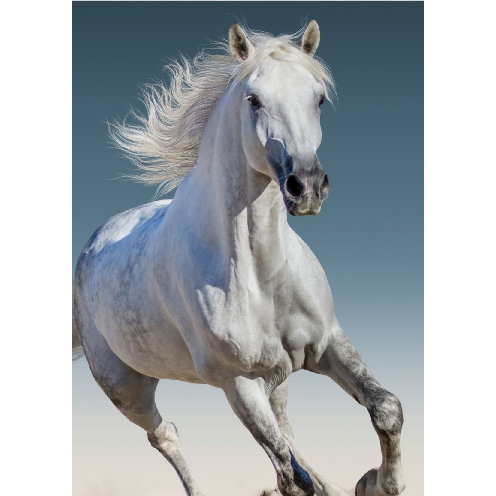 Pferd Fleecedecke 100*140 cm