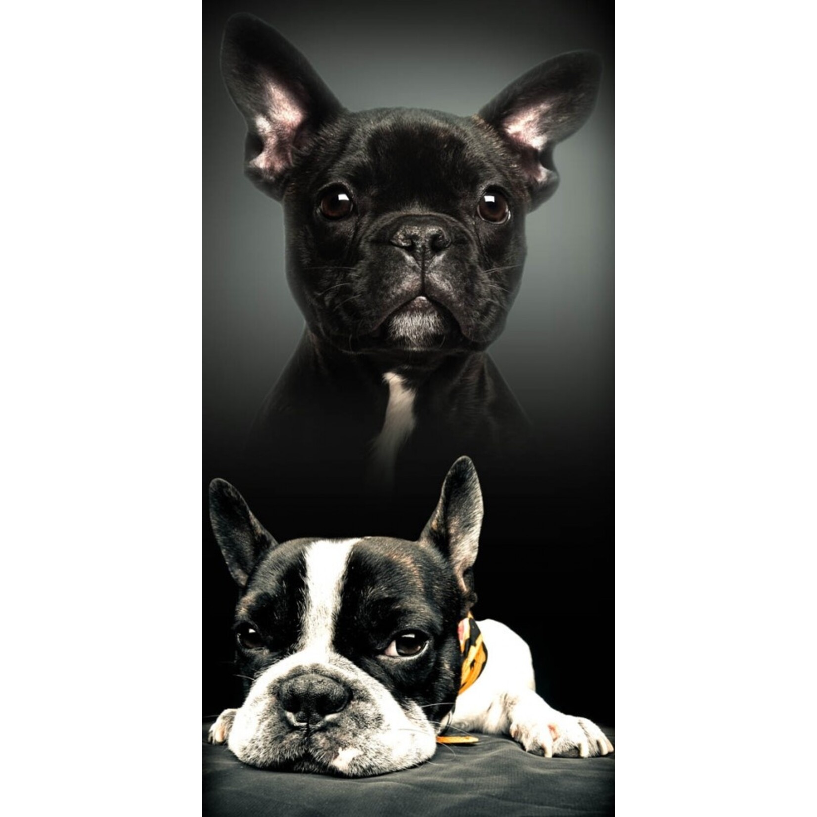 Hund Badetuch 70*140 cm