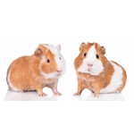 Meerschweinchen Guinea Pals Handtuch, Strandhandtuch 70*140 cm