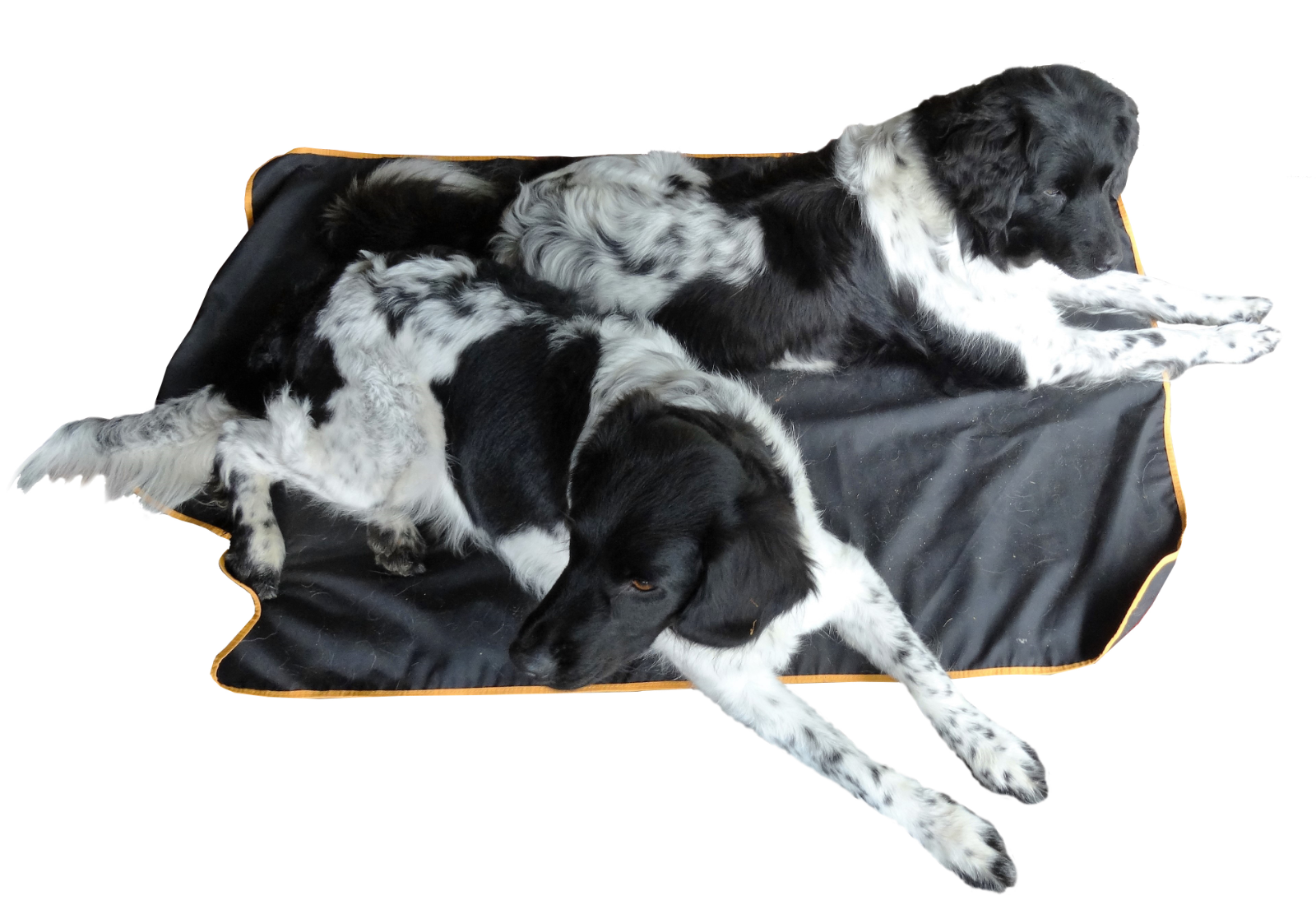Insect Bodyguard Anti Insect reisdeken voor de hond!