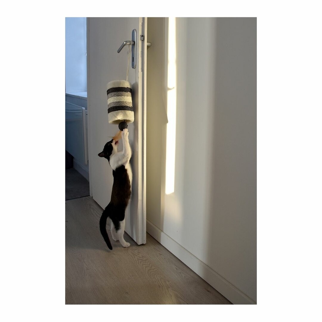 Krabrol met Sisal