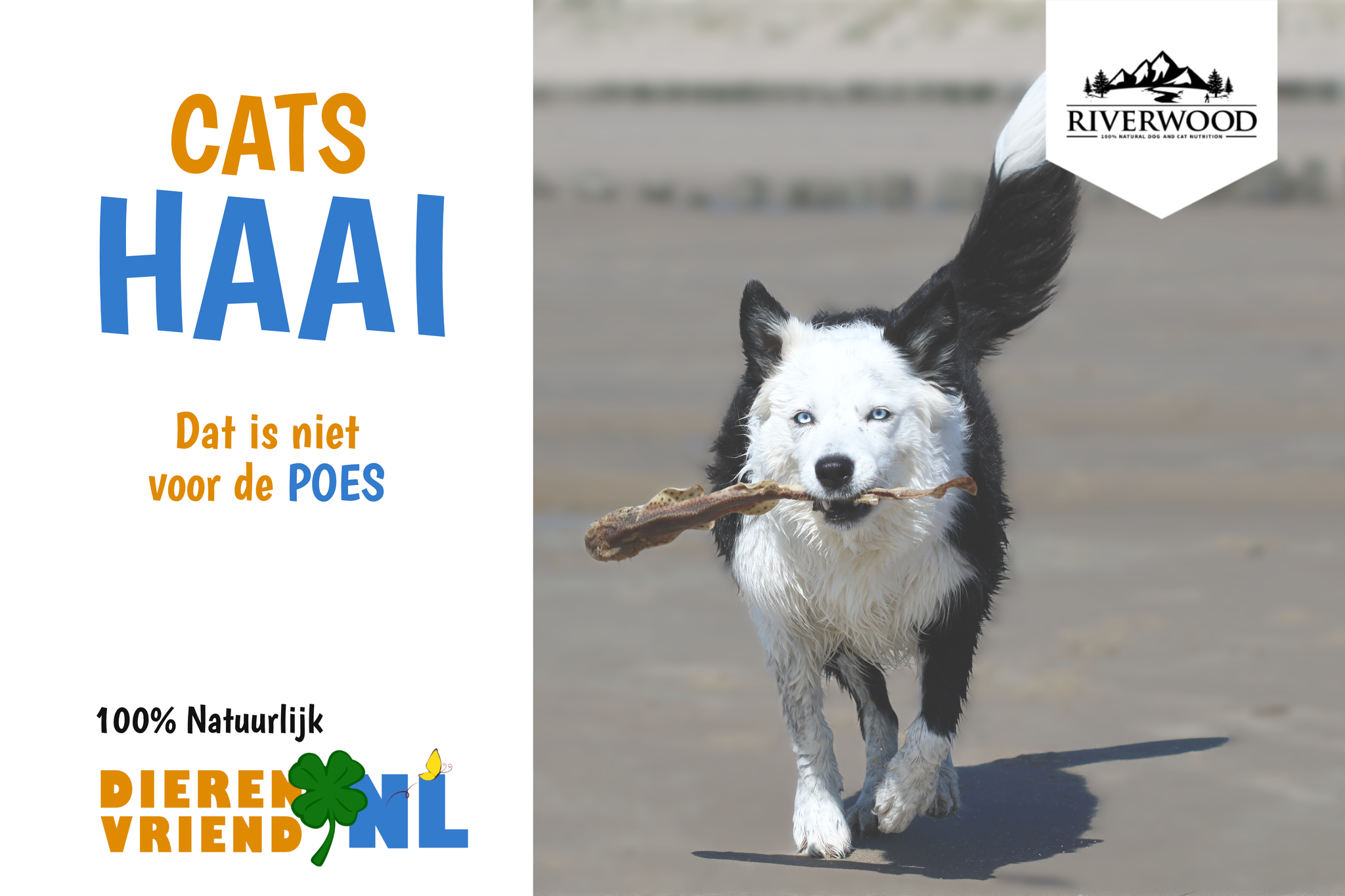 Catshaai Vissnack