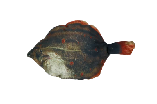 Totally Hooked Plaice