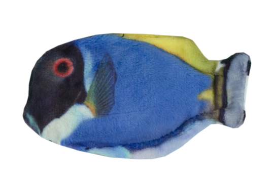 Blue tang vis