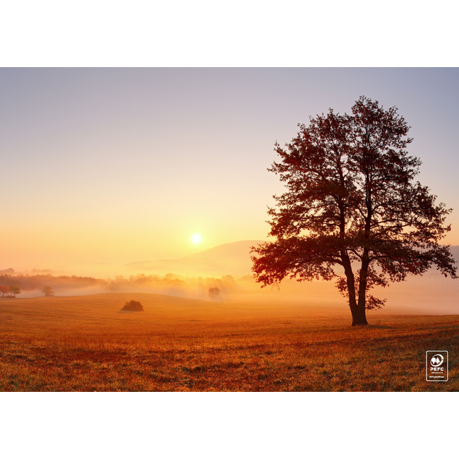 Placemat Zonsondergang Boom