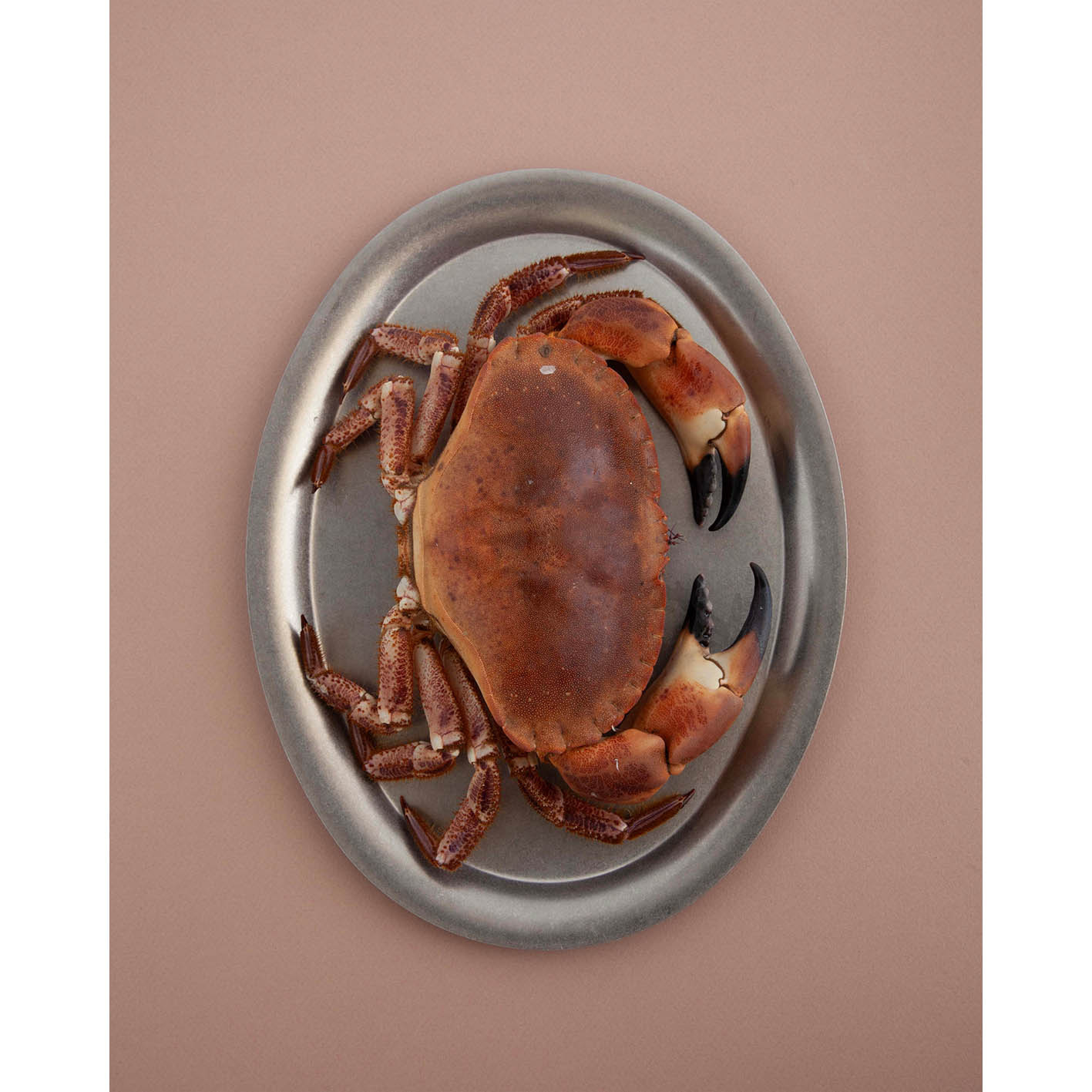 KOIA Plate 002 Large