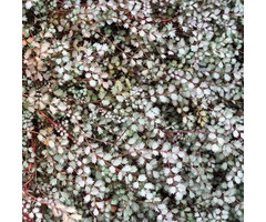 Stekelnootje - Acaena buchananii
