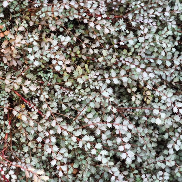 Stekelnootje - Acaena buchananii