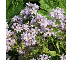 Celtisbladig klokje - Campanula lactiflora 'Loddon Anna'