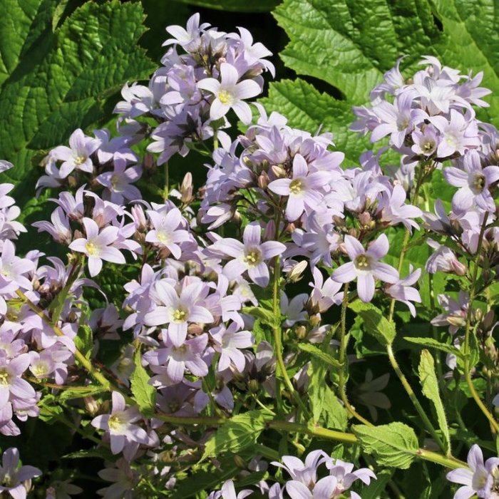 Celtisbladig klokje - Campanula lactiflora 'Loddon Anna'