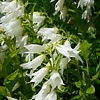 Kluwenklokje - Campanula glomerata 'Schneekrone'
