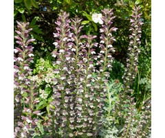 Stekelige berenklauw - Acanthus mollis 'Latifolius'