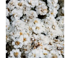 Duizendblad - Achillea ptarmica 'The Pearl'