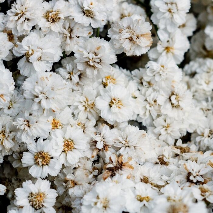 Duizendblad - Achillea ptarmica 'The Pearl'