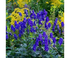 Monnikskap - Aconitum carmichaelii 'Arendsii'