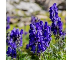 Monnikskap - Aconitum napellus