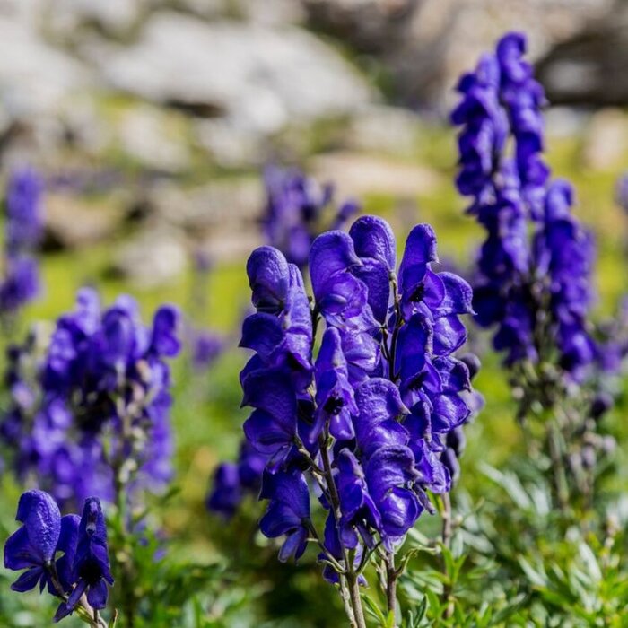 Monnikskap - Aconitum napellus