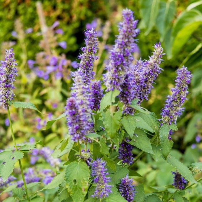 Dropplant - Agastache 'Black Adder'