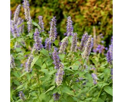 Dropplant - Agastache 'Blue Boa'
