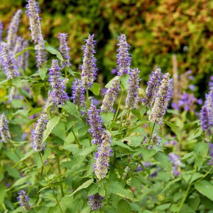 Dropplant - Agastache 'Blue Boa'