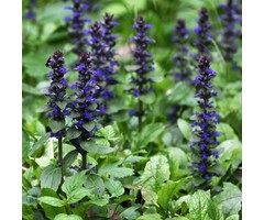 Kruipend zenegroen - Ajuga reptans 'Atropurpurea'