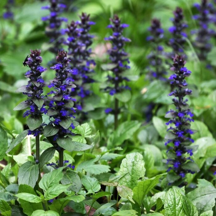 Kruipend zenegroen - Ajuga reptans 'Atropurpurea'