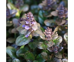 Kruipend zenegroen - Ajuga reptans 'Black Scallop'