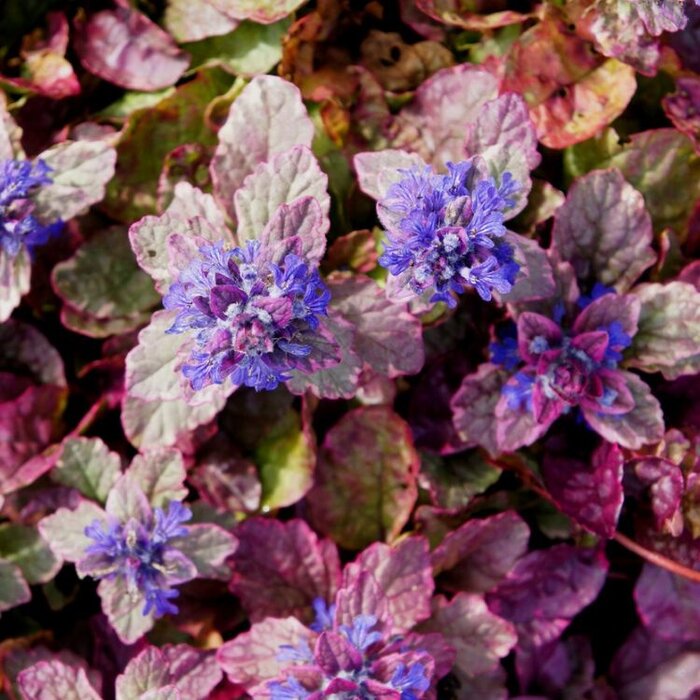 Kruipend zenegroen - Ajuga reptans 'Burgundy Glow'