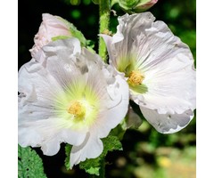 Stokroos - Alcea rosea 'Alba'