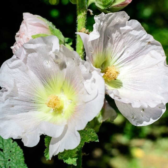 Stokroos - Alcea rosea 'Alba'