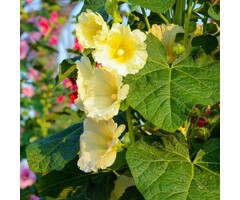 Stokroos - Alcea rosea 'Aurea'