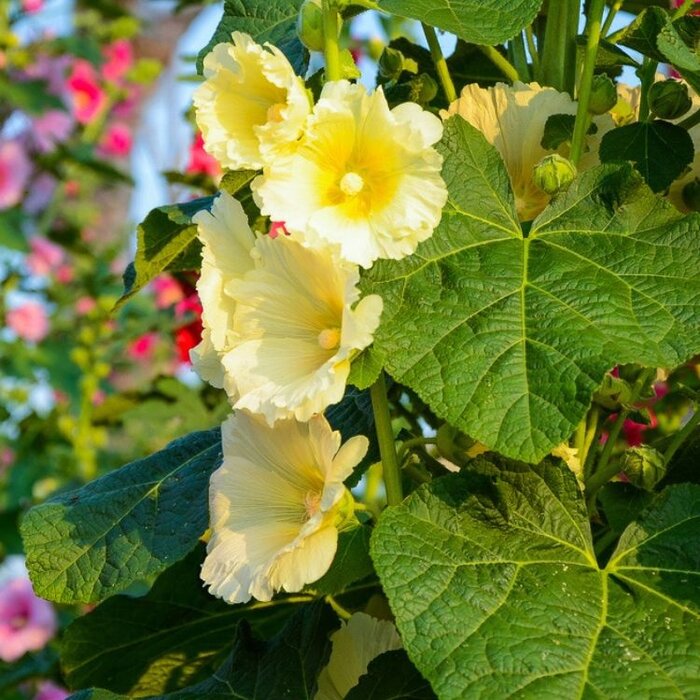 Stokroos - Alcea rosea 'Aurea'