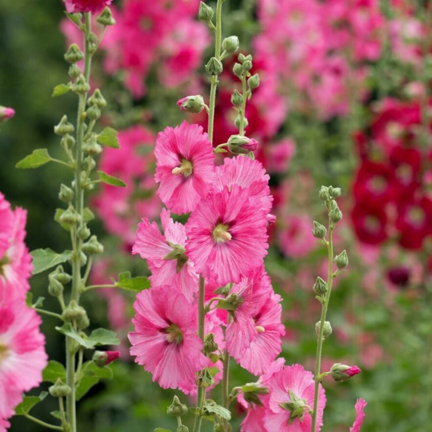 Selülitli dumba onlayn Jinsiy porno