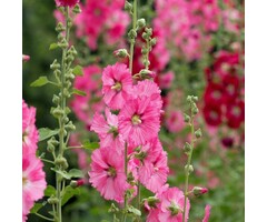 Stokroos - Alcea rosea 'Roseum'