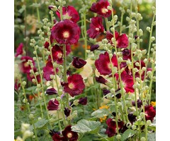 Stokroos - Alcea rosea 'Rubrum'
