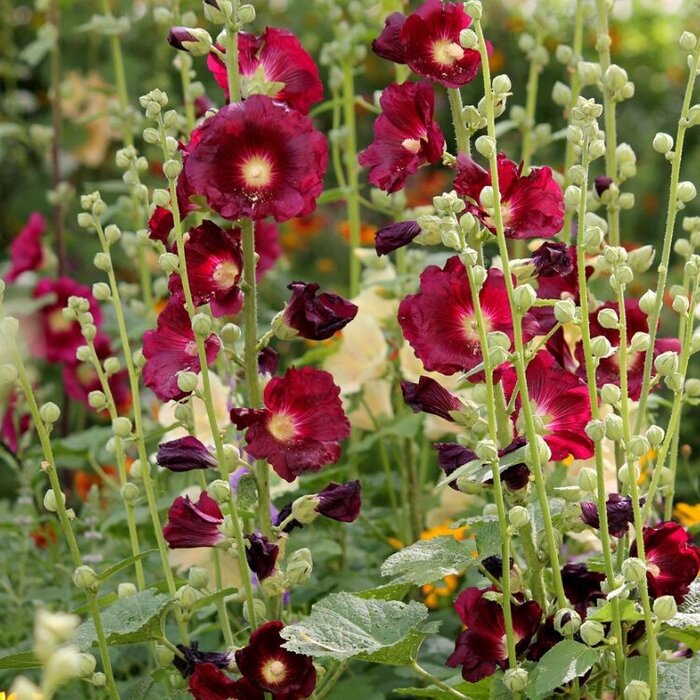 Stokroos - Alcea rosea 'Rubrum'