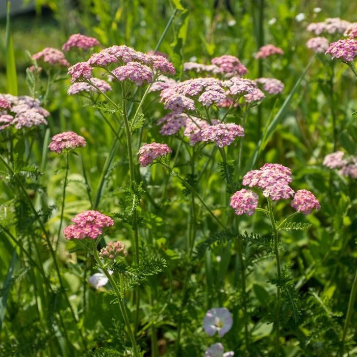 Duizendblad - Achillea millefolium 'Cerise Queen'