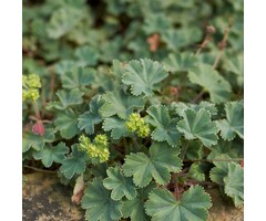 Vrouwenmantel - Alchemilla erythropoda