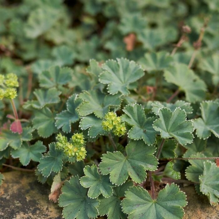 Vrouwenmantel - Alchemilla erythropoda