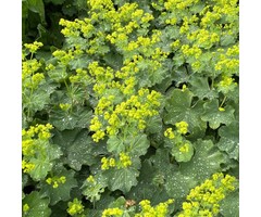 Vrouwenmantel - Alchemilla mollis 'Robustica'
