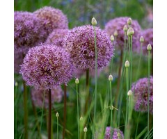 Sierui - Allium 'Millenium'