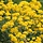Schildzaad - Alyssum montanum 'Berggold'
