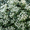 Siberische edelweiss - Anaphalis triplinervis