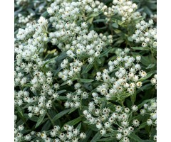 Siberische edelweiss - Anaphalis triplinervis