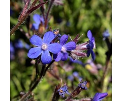 Ossetong - Anchusa azurea 'Dropmore'