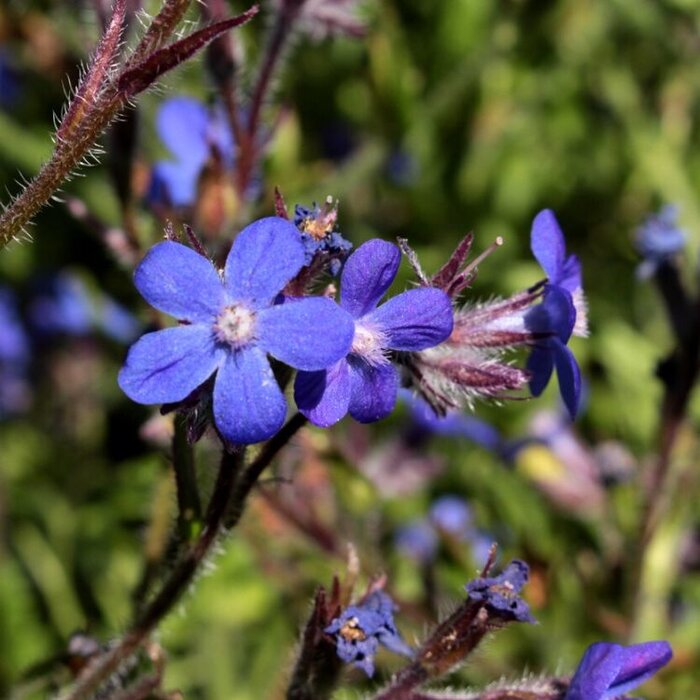 Ossetong - Anchusa azurea 'Dropmore'