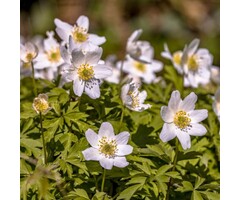 Anemoon - Anemone Annabella 'White'